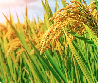 農作物種子包（bāo）裝袋