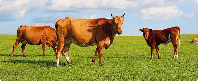 動物飼料包裝袋